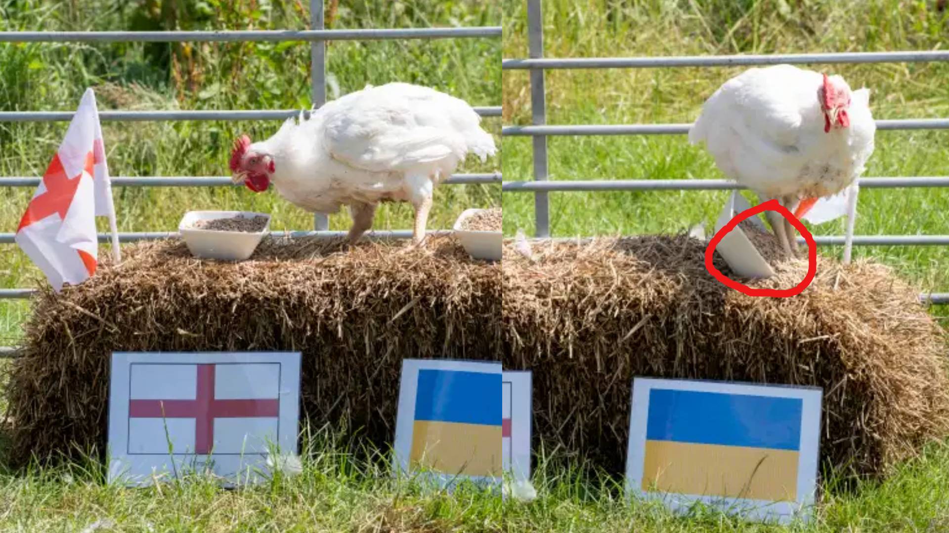 ayam gila Ayam Pilih England Berbanding Ukraine Malah Menyepak Makanan Ukraine