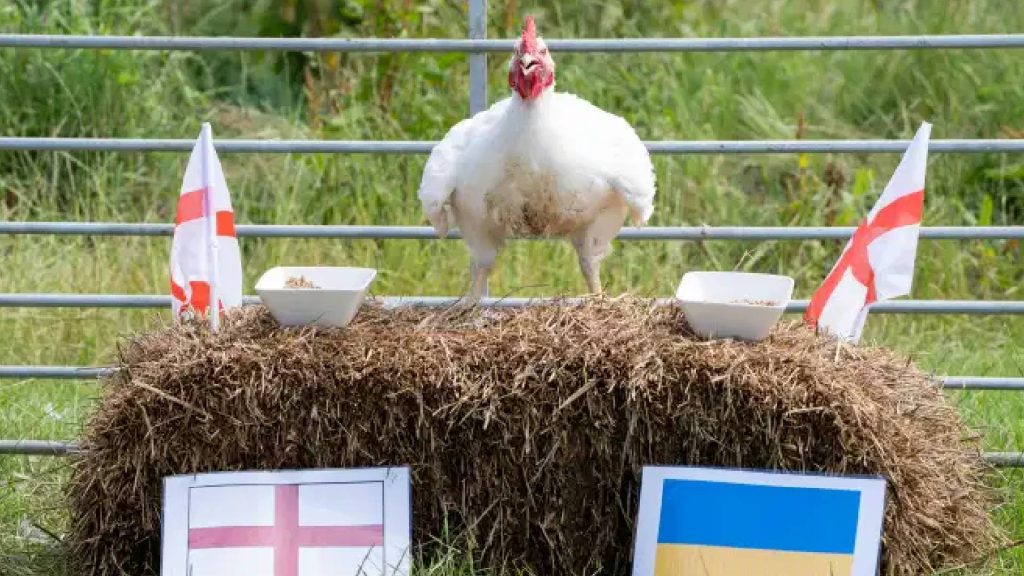 ayam kena pilih Ayam Pilih England Berbanding Ukraine Malah Menyepak Makanan Ukraine