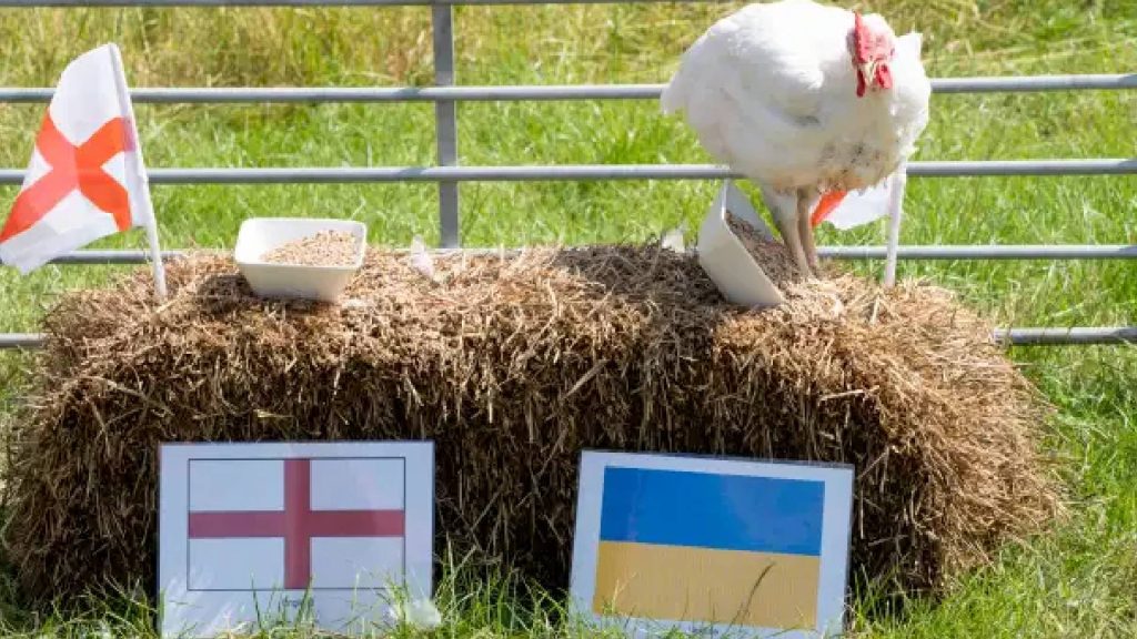 ayam pijak Ayam Pilih England Berbanding Ukraine Malah Menyepak Makanan Ukraine