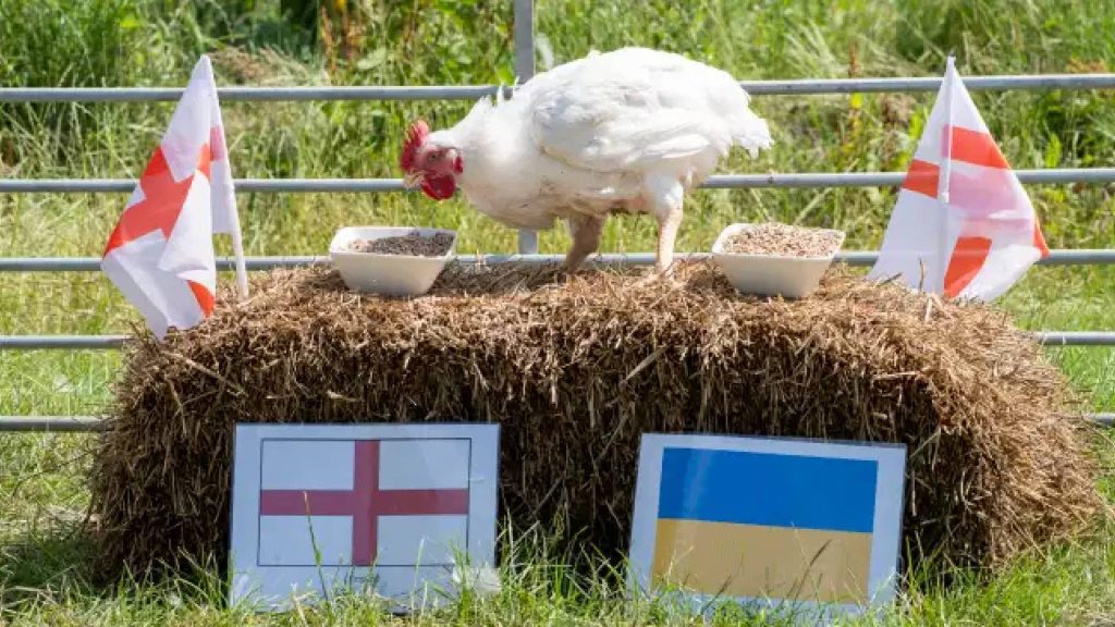 ayam pilih england Ayam Pilih England Berbanding Ukraine Malah Menyepak Makanan Ukraine