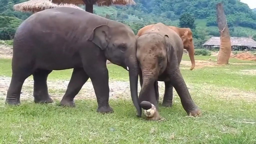Gajah Terduduk Di Bukit Jalil