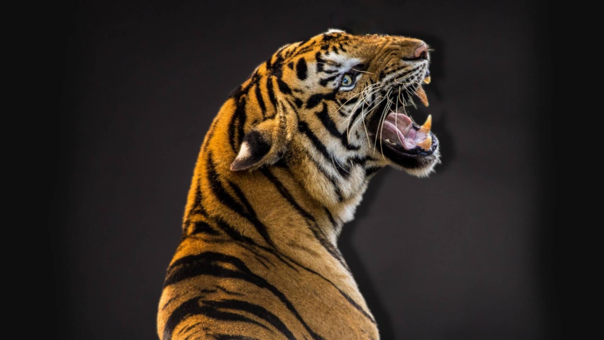 Harimau Malaya Akan ‘Hilang’ Dalam Tempoh 5 Tahun Lagi