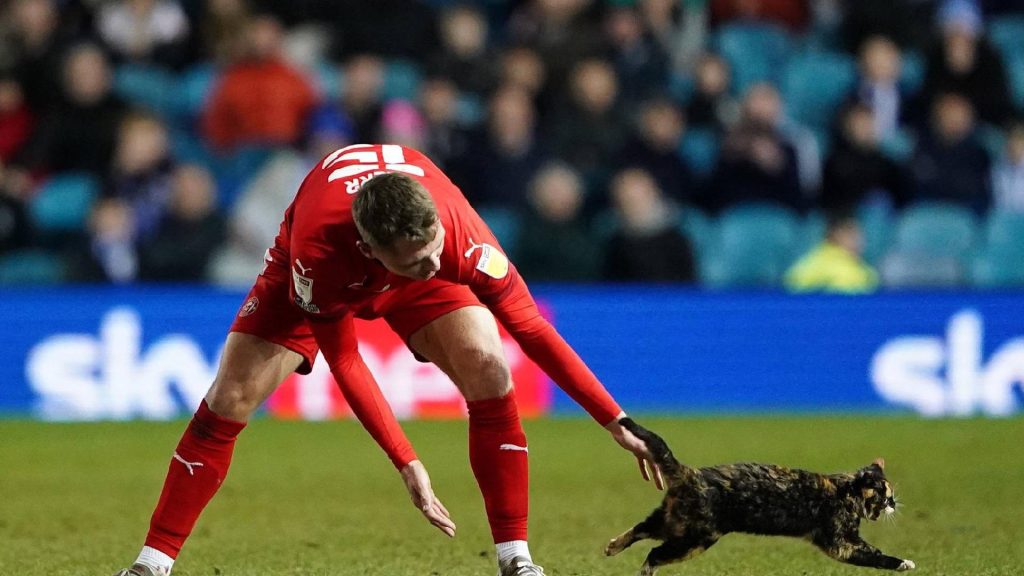 Kucing Ganggu Momentum Perlawanan Sheffield Wednesday-Wigan